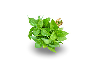 Fresh homemade greens from the, a Food & Drink Photo by yanadjana