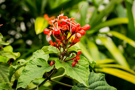 Red tropical flower