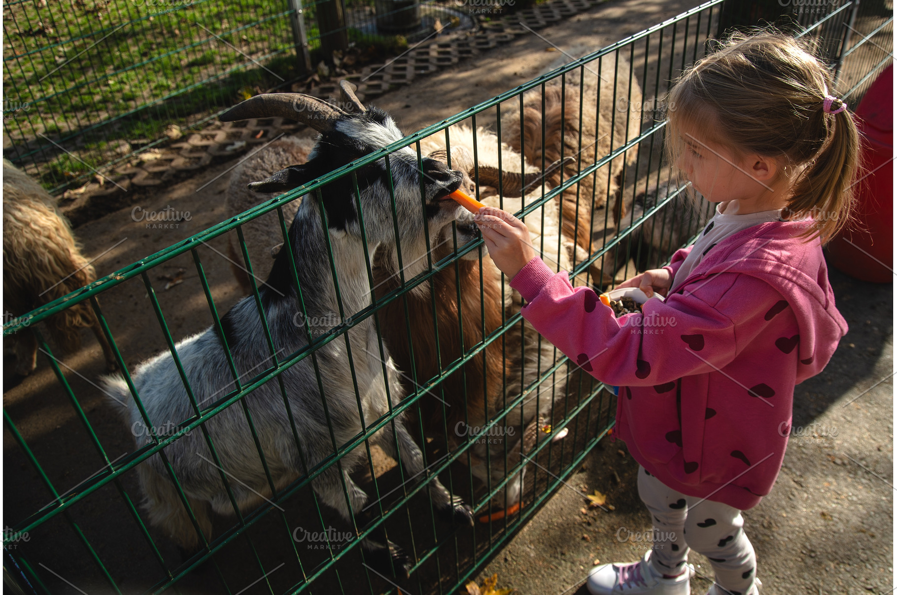 Adorable cute preschool girl feeding, a Person Photo by MadPhotos