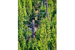 Two black bear cubs climbing a dead, an Animal Photo by Leonid Andronov