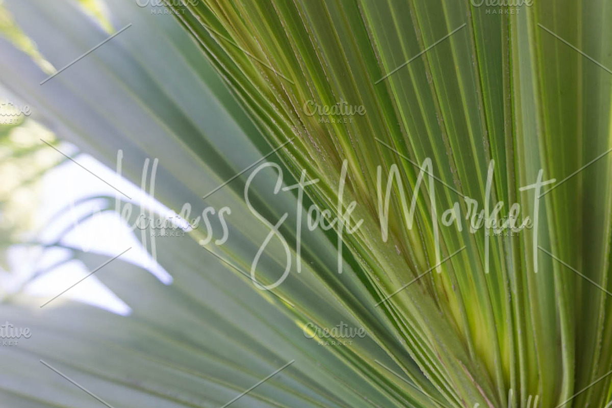Holistic Lifestyle Bundle (Green), a Health & Medical Photo by Wellness Stock Market (Photo 4 of 37)