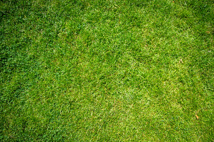 Green grass background texture, a Texture Graphic by GoodGoods