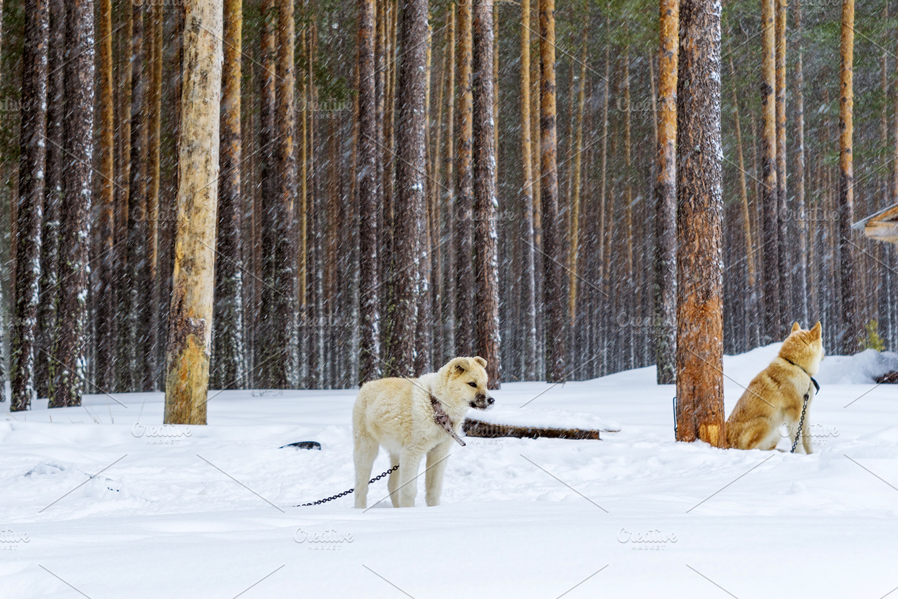 Dog puppy lake in winter in a heavy containing dog, snow, and outdoor, an Animal Photo by darksoul72