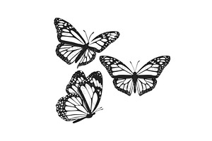 Black And White Butterfly Vector