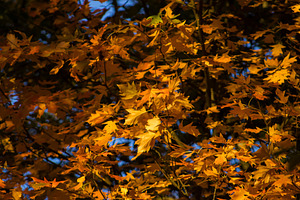Leaf #2, a Nature Photo by jakub_kopecky
