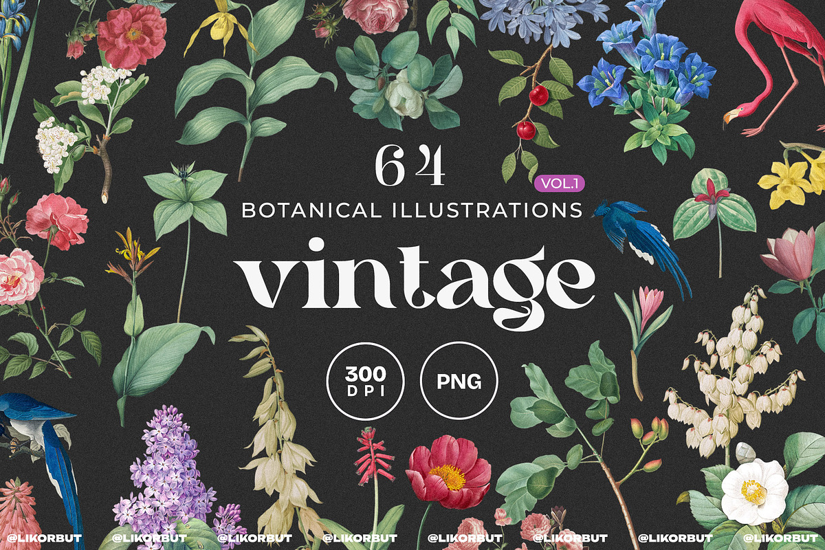 Vintage Botanical Illustrations, an Object Illustration by likorbut (Photo 1 of 8)