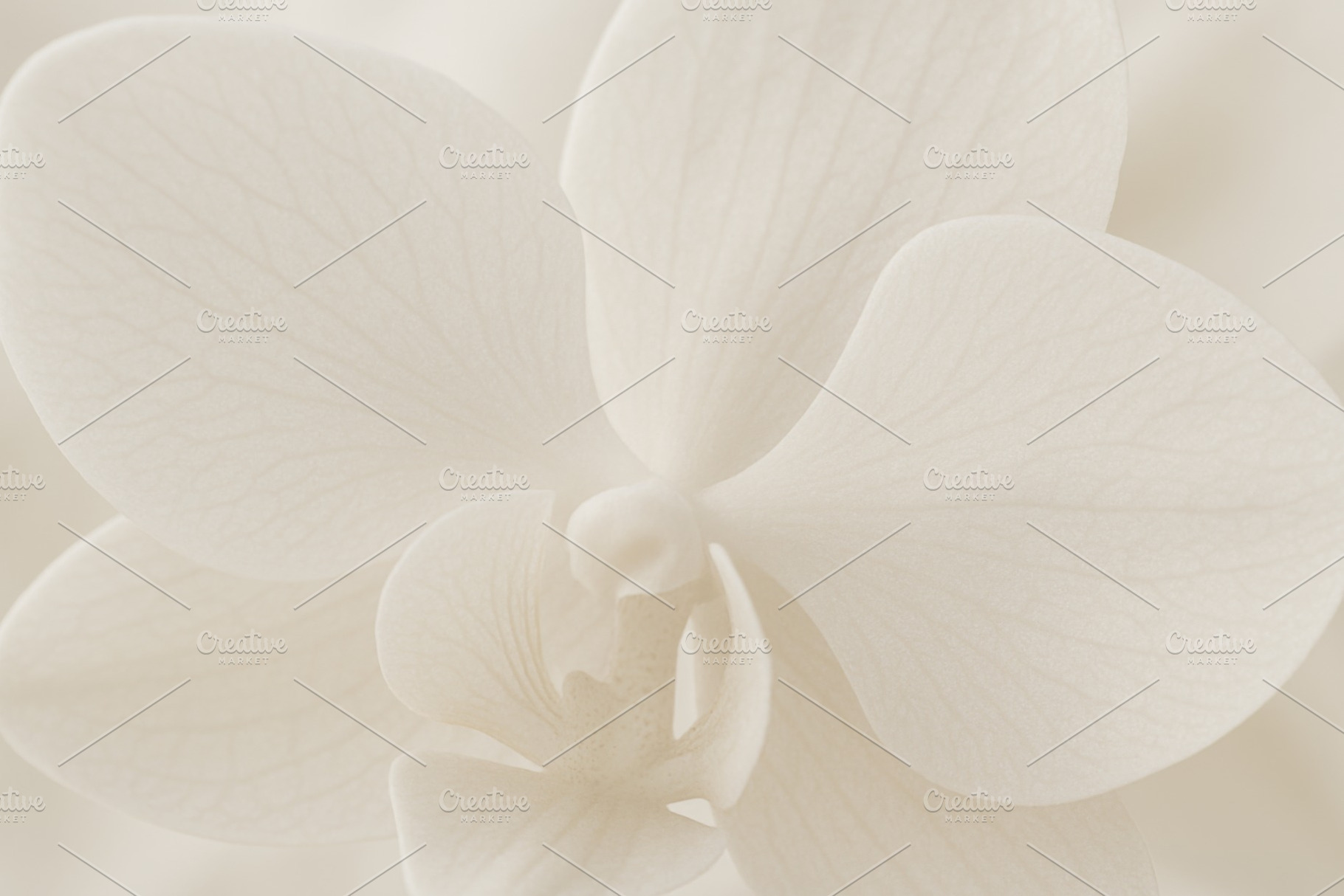 Orchid flower close-up with delicate petals in cloud dancer colo, a Photo by Dvoevnore photos