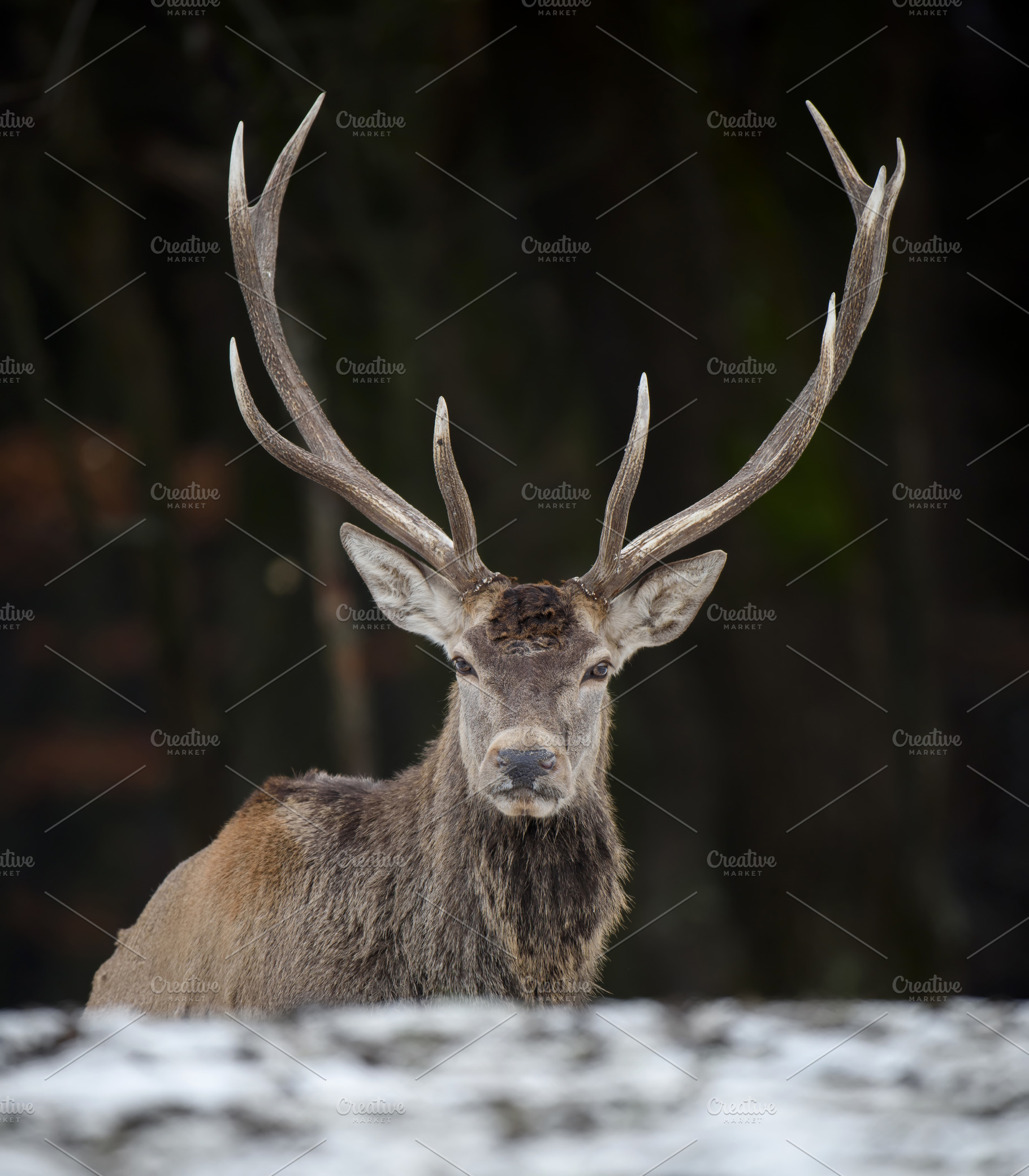 Majestic red deer stag in forest. Animal in nature habitat, an Animal Photo by Byrdyak