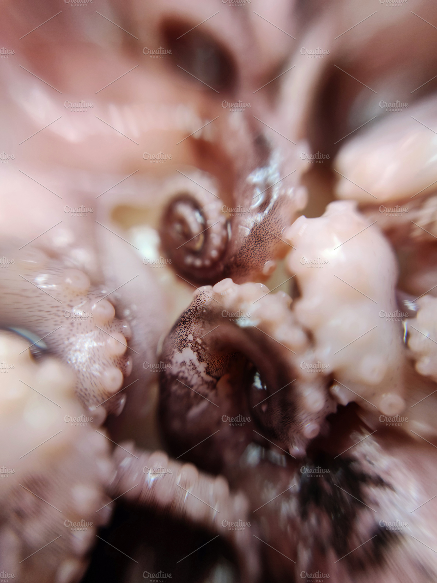 Octopus feeler seafood macro photo, a Food & Drink Photo by Art By Silmairel