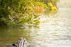 Crocodile In Sumidero Canyon, an Animal Photo by THP Creative