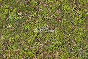 Seamless Ground Textures-Autumn Moss, a Texture Graphic by Arthitecture Home (Thumbnail 2 of 11)
