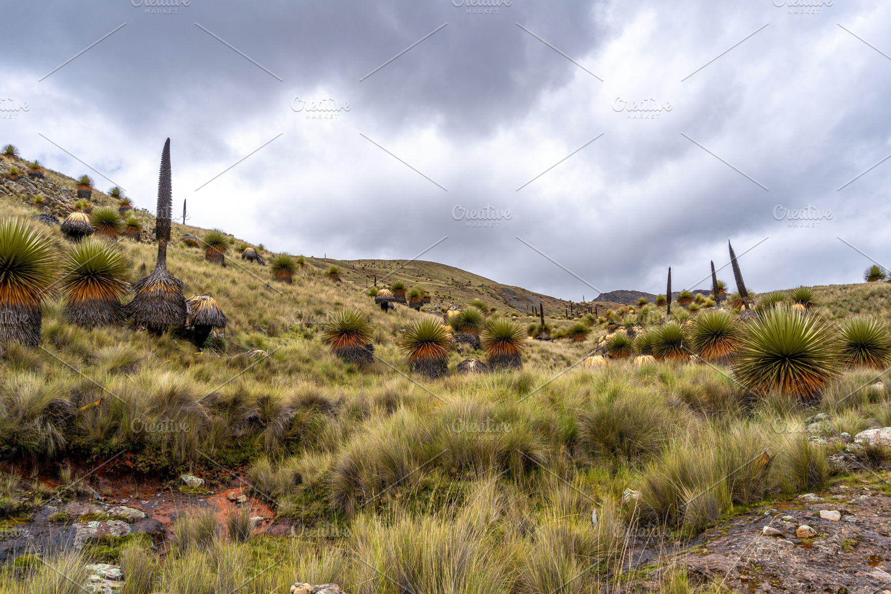 Puya Raimondi plants on the Pastoruri Glacier trek, Huaraz, Peru, a Photo by GoodGoods