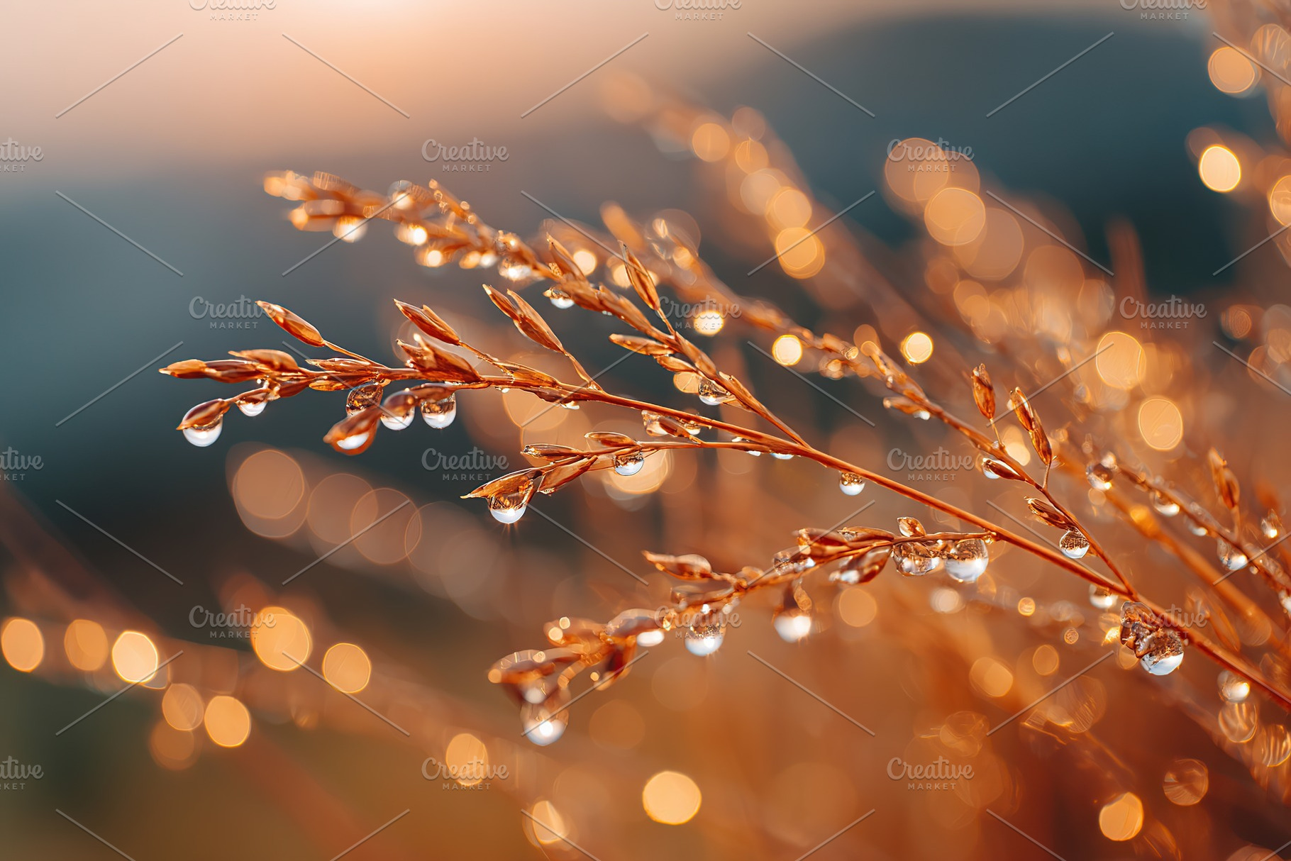 Dewdrops cling to dried golden grass under soft morning light in nature's lands, a Nature Photo by AlyaAnd