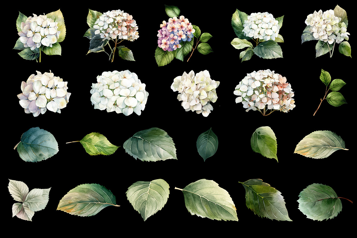 Hydrangea clipart, blue watercolor, a Decorative Illustration by ElenazlataArt (Photo 5 of 8)
