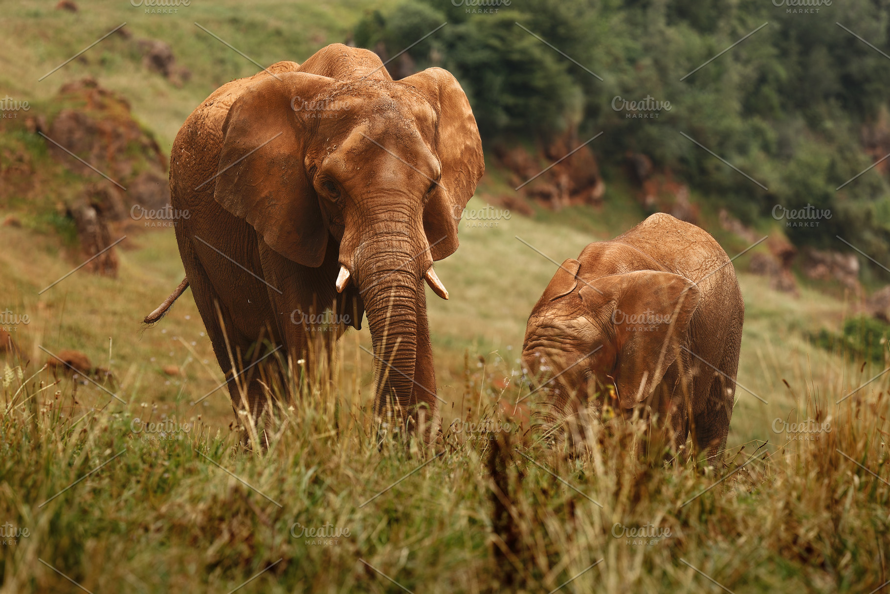 African Elephants in Their Natural H, an Animal Photo by Perpis