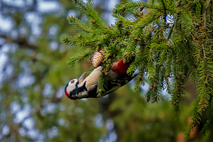Woodpecker hanging upside down, an Animal Photo by Fascinadora