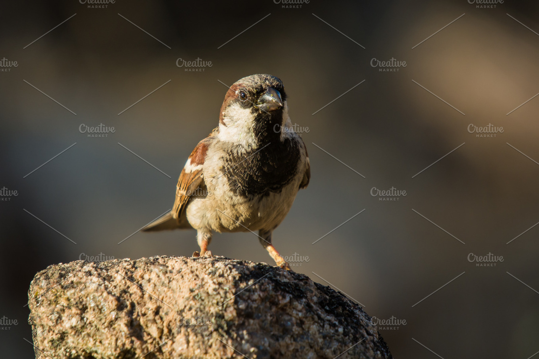 Passer domesticus