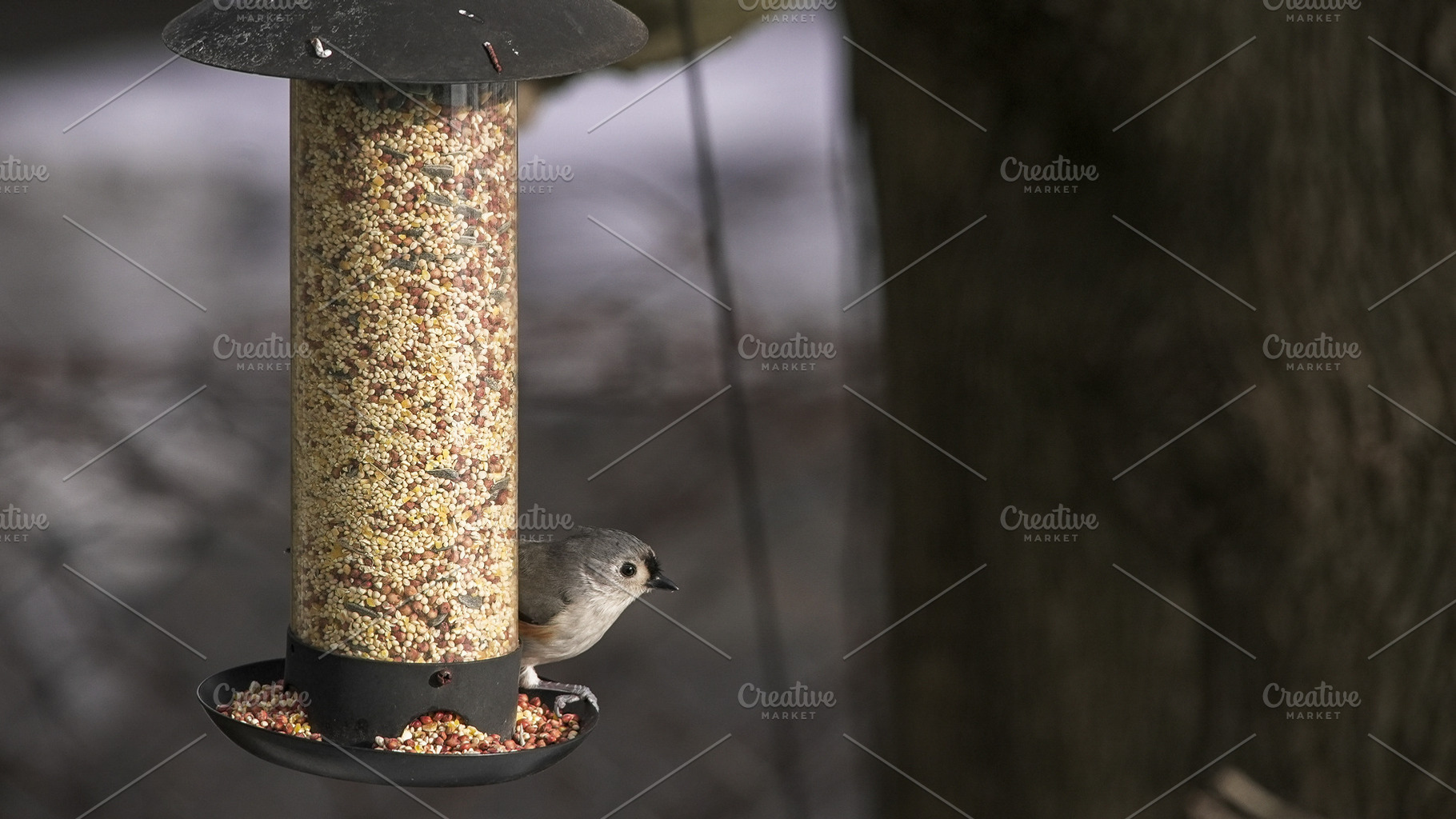 Tufted titmouse bird feeding at bird, an Animal Photo by 1miromiro