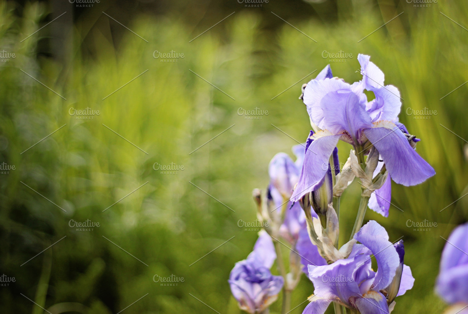 Purple iris stock photograph, a Nature Photo by Bellano Web Studio