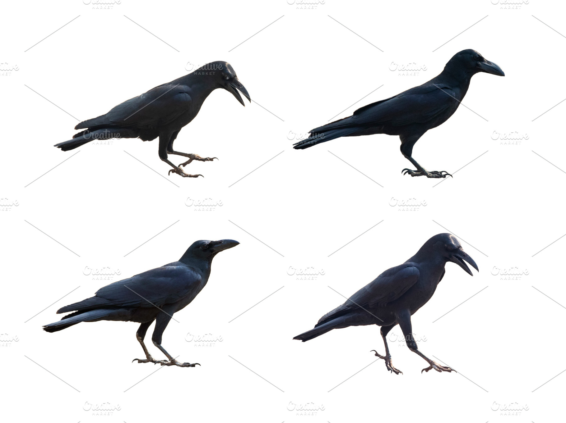 Image of crows on white background., an Animal Photo by yod67
