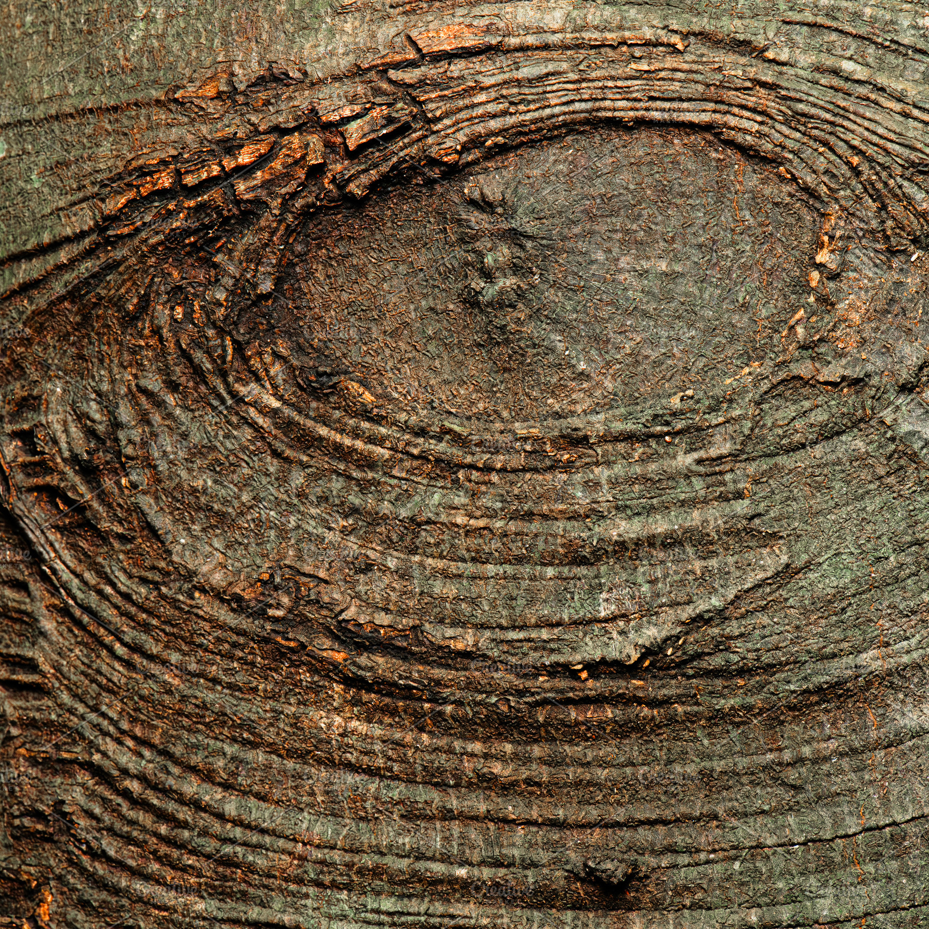 The trunk of a Foambark Tree, a Nature Photo by Rob D Animal Photography