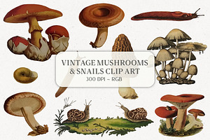 Vintage Mushrooms & Snails Clip Art, an Animal Illustration by Patterns for Dessert