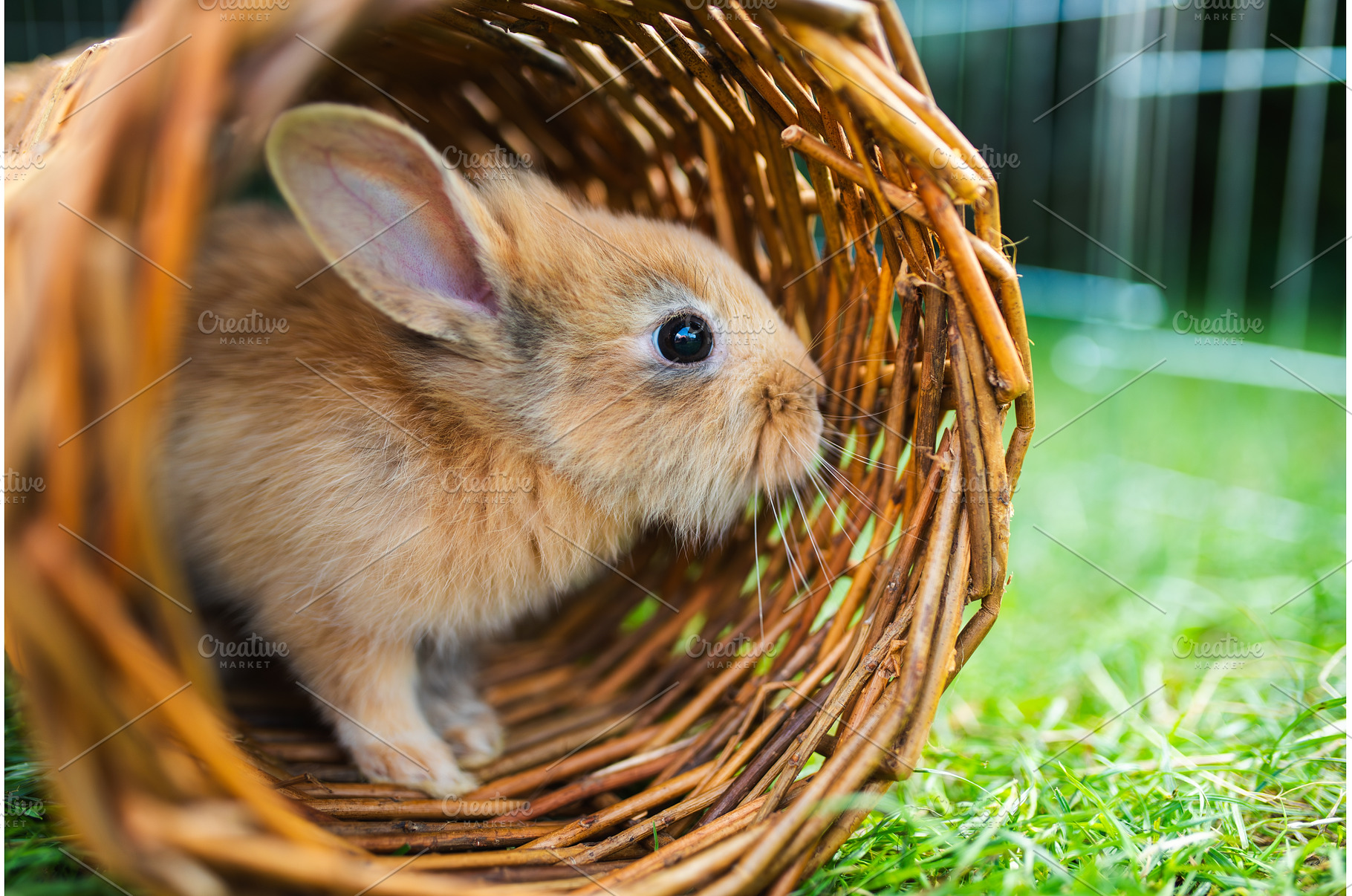 Cute bunny fluffy rabbit, Adorable, an Animal Photo by MadPhotos