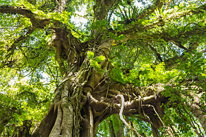 Banyan tree, a Photo by saiko3p