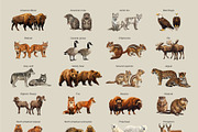 Animals of North America Vector Set, an Animal Illustration by Katerina Peres (Thumbnail 5 of 8)