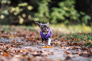 Chihuahua Dog Walking on Autumn Forest Path, an Animal Photo by Red Hot Chili Pepper Shop
