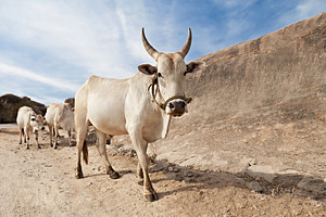 Cows on the road, a Photo by saiko3p