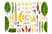 Botanical Plant Anatomy Bundle, an Object Illustration by StockVerse Creative (Thumbnail 3 of 4)