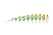Vegetable growth stages pack, a Food Illustration by Ilia Design (Thumbnail 7 of 9)