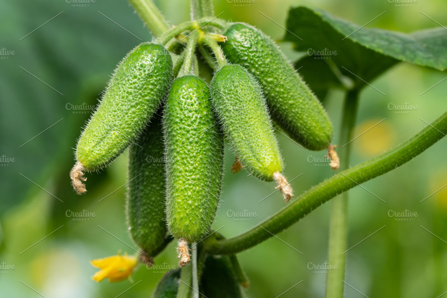 Group natural cucumbers greenhouse, a Food & Drink Photo by Alexander-Piragis