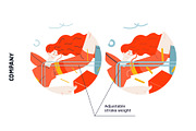 Company, flat web illustrations, a Templates & Theme by Grivina's shop (Thumbnail 2 of 27)