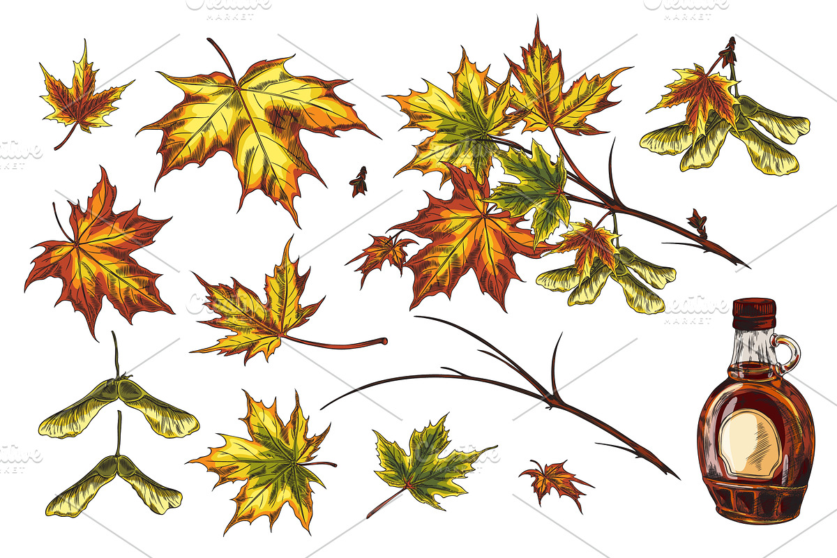 Vector illustration of a set of, an Object Illustration by Sabelskaya