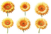 Whimsical gerbera spring Flower, an Illustration by Designworld (Thumbnail 4 of 5)