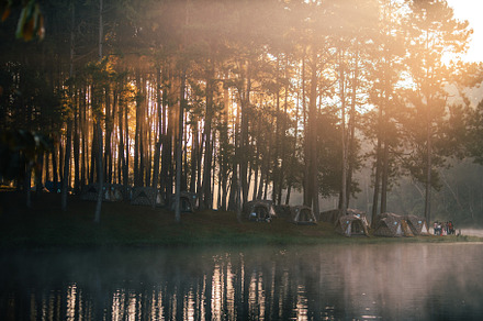 Reservoir and pine trees in the early morning at the park, a Nature Photo by Art Rachen