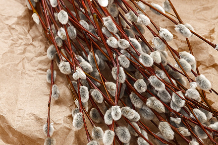 A bouquet of willow seals lies on old kraft paper, in retro styl, a Nature Photo by TanaCh