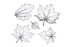 Fall Autumn Season Leaves Sketch