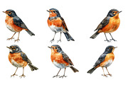 Autumn American Robin Bird Clipart, an Illustration by SinaCreation (Thumbnail 3 of 5)
