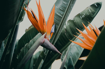 Tropical strelitzia flower stock photo containing bird of paradise and