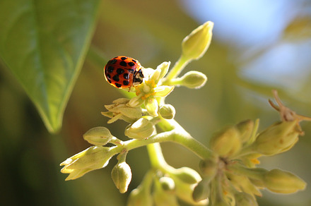 Lady Bug on Plant, a Nature Photo by Open Eye Design