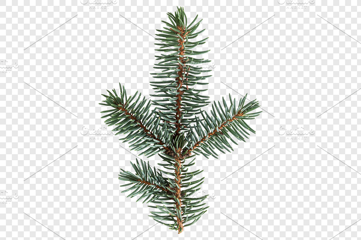 Christmas Pine Branch Transparent, a Holiday Photo by jessicamdesign (Photo 2 of 2)