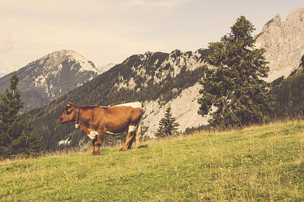Green Mountains With Cows preview 5