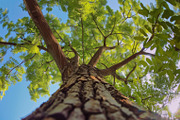 98 Trees view from below, a Nature Photo by Handmadefont (Thumbnail 33 of 98)