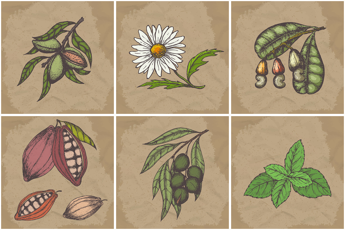 Hand drawn vector plants, a Food Illustration by SHom (Photo 13 of 17)