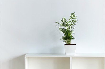 Peace Lily aka Spathiphyllum plant, a Nature Photo by Oleksandr Berezko