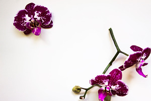 Orchids on White Background