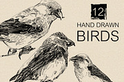 12 Hand drawn birds, an Animal Illustration by Daria Maier (Thumbnail 4 of 5)